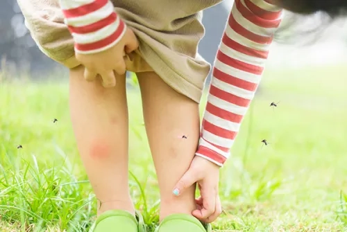 Sivrisinekte Enfeksiyon Riski
