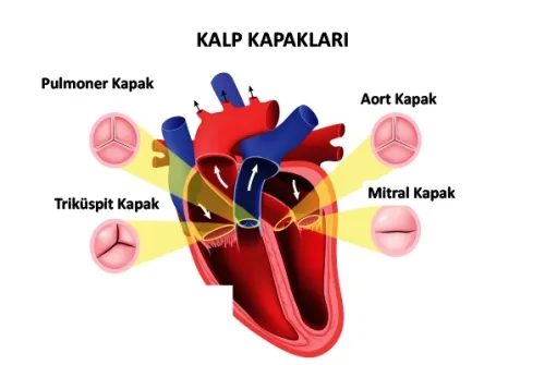 Heart Valve Diseases and Treatment Methods